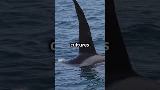 Secrets Revealed: The Killer Whale – The Ocean’s Intelligent Hunter!#KillerWhale  #Predator