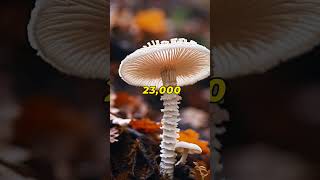 These mushrooms have over 23000 mating types