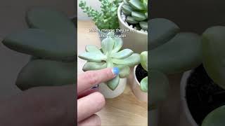 Watering tips for succulents 💦 #succulentsbox #succulent #cactus #watering #shorts