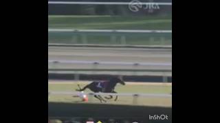 中山大障害マイネルグロン落馬