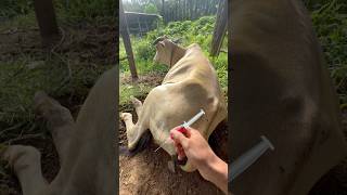 Multivitamin ATP sapi kaki patah.#cow #animals #shorts