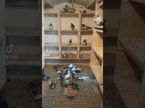 Jack bowdens Tipplers pigeon uk