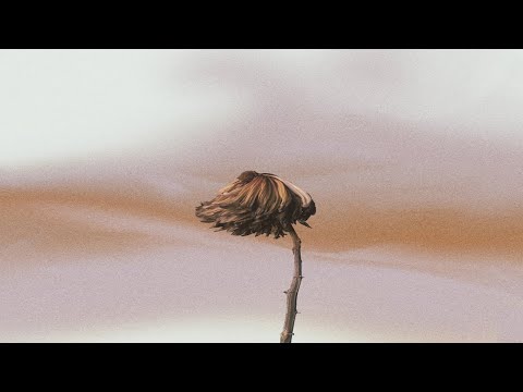 Sunflower Kid - Depression Sex (Official Audio)