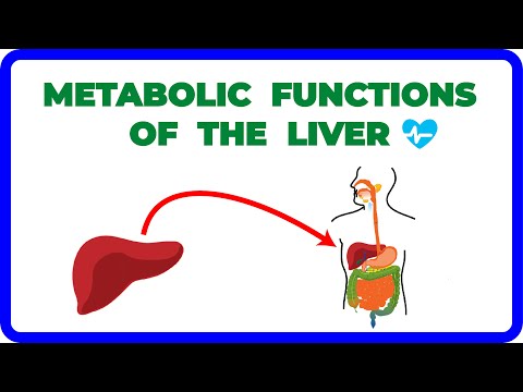 Digestive System (Part 5) — Metabolic Functions of the Liver