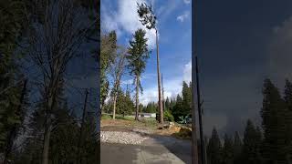 Big Fir! #shorts #bigtop #bigtree #arborist #dangerous #professional #climber #treework #bluecollar