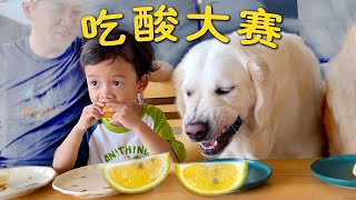 人类幼崽vs大馋狗，谁才是吃酸高手？