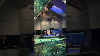 The Amazing and Beautiful National Aquarium  #Sharks #Fish #Baltimore #Travel #Aquarium #WhatToSee