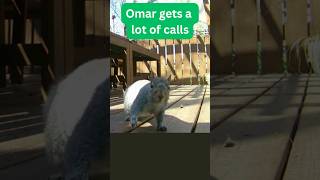 Omar and the unknown callers #animalshorts #squirrel #backyardwildlife #spamcall #competitive