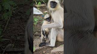 AWESOME MONKEY MOM WITH HER BABY ❤️ PEHLE BAAR 💥 #awesome #monkeymom #shortvideo ❤️