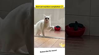 Hilarious cats will make you laugh 😂 #cat #catfails #funnycats