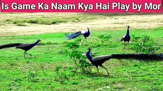 Game Play By Four Peacocks ||#techearth|| #excitedpeacock,