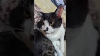 眠そうな猫たち