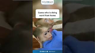 Developer's life be like | HJ Infotech #shorts
