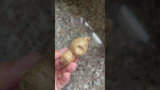ginger | jahe | Zingiber officinale | ขิง | 생강 | زنجبيل | luya | Ingwer | τζίντζερ zenzero | engifer
