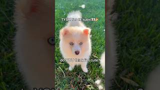 WAIT…4k subs already!👀 #puppy #cutedog #viral #pomsky #fyp