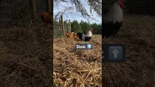 Dorking Rooster Standing Guard 🐓 #farmfriends #cute #chicken #rooster #farm #guard #dorking