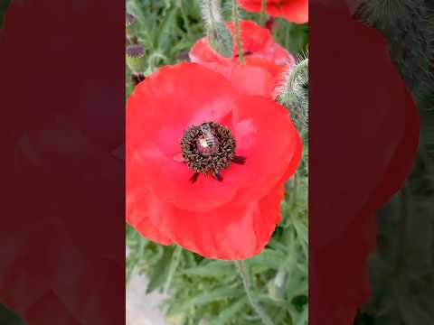 original red common poppy ♥️#viralshorts #plants