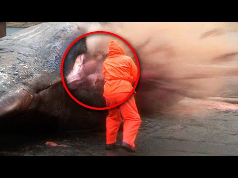 This Is Why You Should Never Touch A Dead Whale!