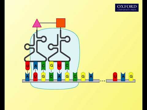 Animation 26.1 Protein synthesis