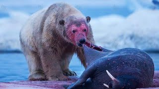 POLAR BEAR ─ Deadliest Beast of the Arctic