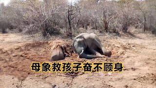 【动物解说】母象为救幼崽奋不顾身，幸亏救援队及时赶到，母爱真是太伟大