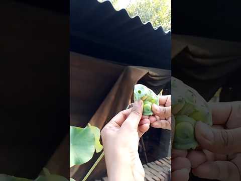 Lotus seed harvesting #stisfyingvideo #lotus #plants