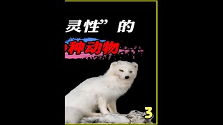 世界上最有“灵性”的10种动物（3） #动物  #万物皆有灵性