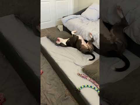 Adorable and Tired