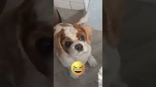 dog playing with water#cute #awwcute #comedy #shorts #viral