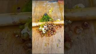 prickly water lily fruit beautiful gorgon fruits amazing Foxnut harvesting by ruler farmer #shorts