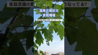 近期蔬果狀況｜家庭種植 #樓頂菜園 #garden #gardening #再生栽培