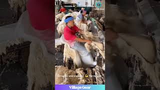 Wool Coat Origins Story is WILD!🤯So THIS is How They Do It! #wool #fashion #factorylife #howitsmade