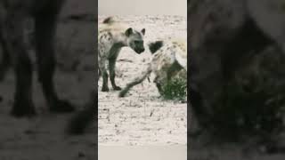 Laughing  Hyenas..... #amazingwildlife #traveldiaries #wildlifeanimals #subscribetomychannel