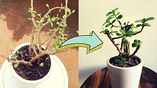 How to Save a Dying Elephant Bush | "Indian Jade Plant" | Garden Unboxing