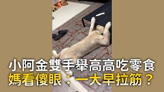 黃金獵犬雙手舉高高吃零食　媽看傻眼：一大早拉筋？