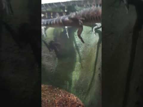Wanna go for a swim?