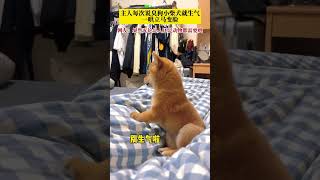 【可愛小柴犬，一哄就變臉】北京一柴犬主人近日上傳一段視頻，主人逗它“臭狗”就生氣，一喊“香香公主”就開心。 網友：果然無論是人還是動物都需要哄~