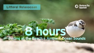8 Hours of Birding at the Beach + Ambient Ocean Sounds | Littoral Relaxocean