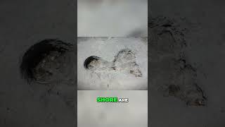 Kiribati Giant Footprints #shorts  #trending #trendingshorts #trendingshort #travel