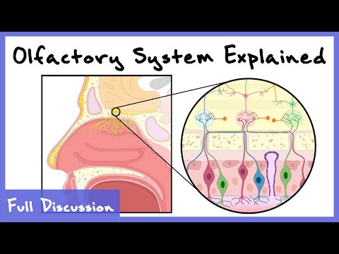 Olfactory System Explained (Combinatorial Processing, Transduction, Cortex) | Full Discussion