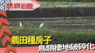 熱線追蹤-鳥類銳減 衝擊生態系