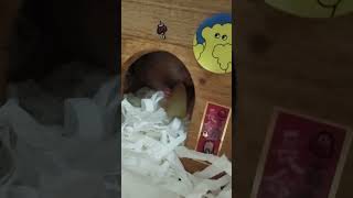 黃金鼠多多 吃大慶夜市 白玉烤梨