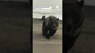Shocking Encounter: Mama Bear Defends Cubs Against Car