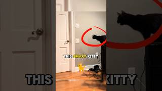 Smart Kitty Opens Doors With Jump! 🐈😱 #shorts #catlover #smartcat #catlove #animals