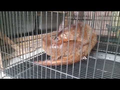 PROSES MENJODOKAN GARANGAN