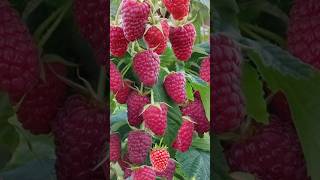 Fruits Video Template | #maidesires #capcut #fruitvideos #fyp #youtubeshorts #trending