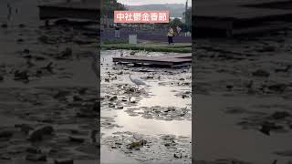 中社鬱金香季 #shorts 走春~偽出國