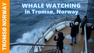 INCREDIBLE ARCTIC WHALE Watching in Tromsø, Norway 🇧🇻 Orca & Humpback Whale Tours with Brim Explorer