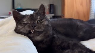 Silly Cats Detected