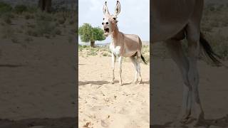 funny videos donkey #animals #gadha #shorts #youtubeshorts